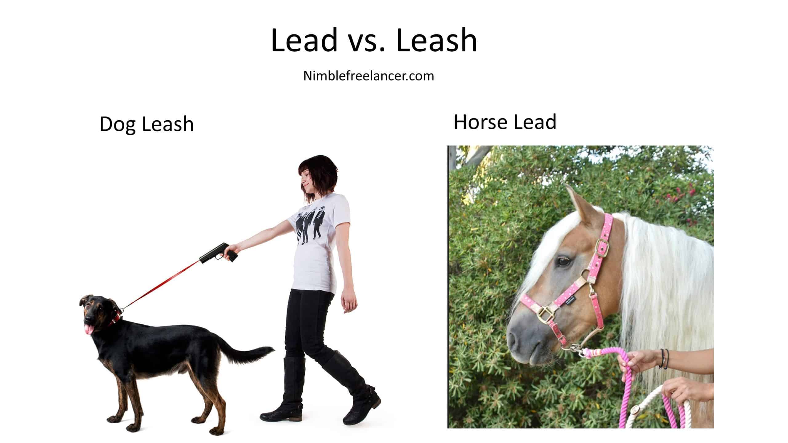 lead vs leash