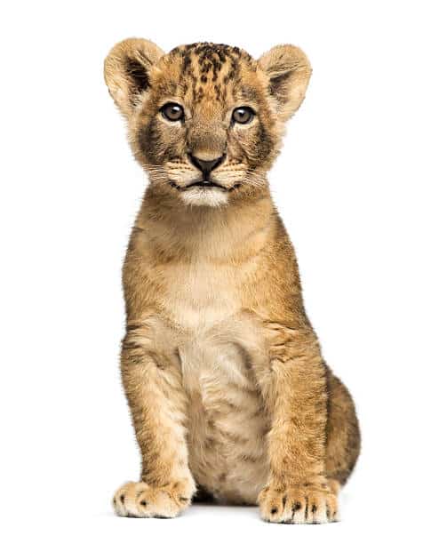 lion cub 