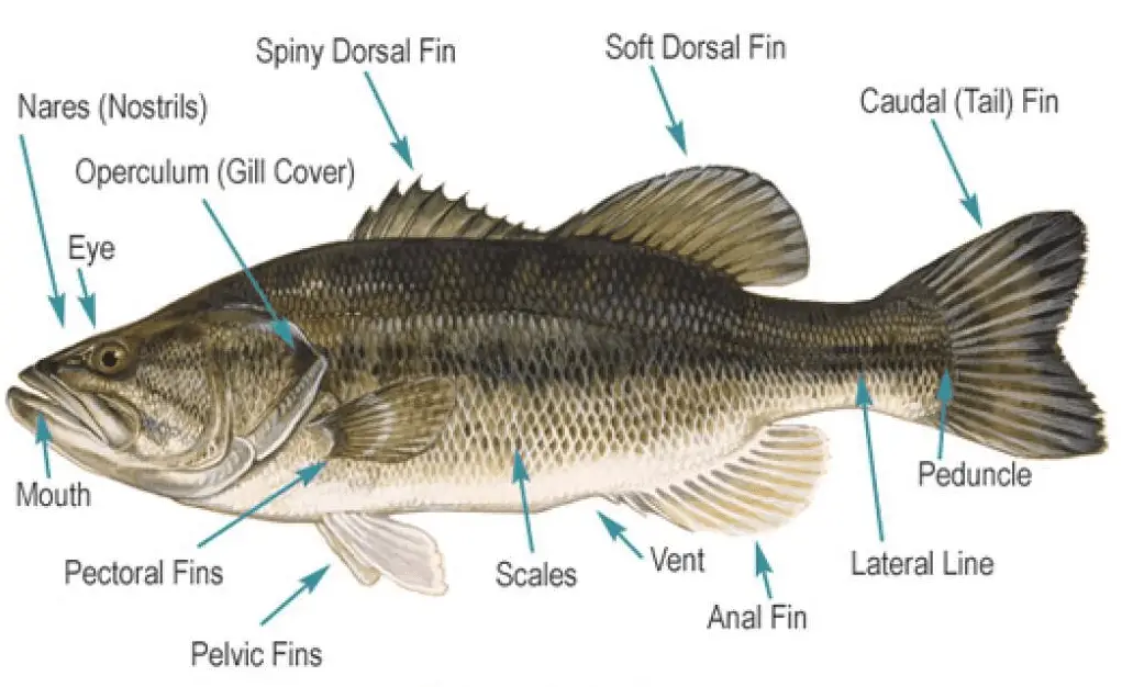 fish anatomy - Fish With Fins and Scales