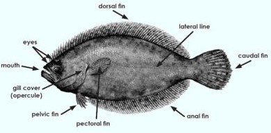 flounder anatomy - flounder scales
