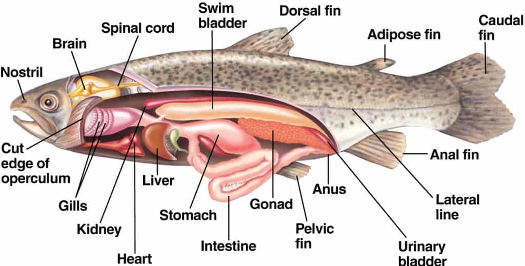 salmon scales - anatomy