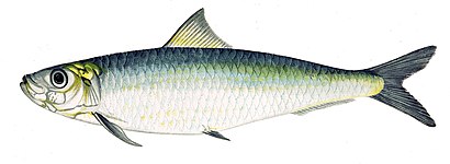 sardines scales