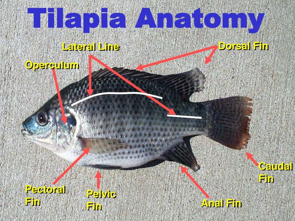 tilapia scales