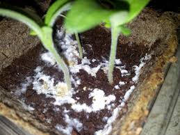 mold plants soil