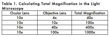 magnification table formula calculation