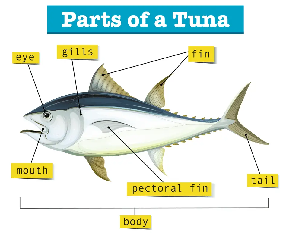 tuna anatomy - tuna scales and fin
