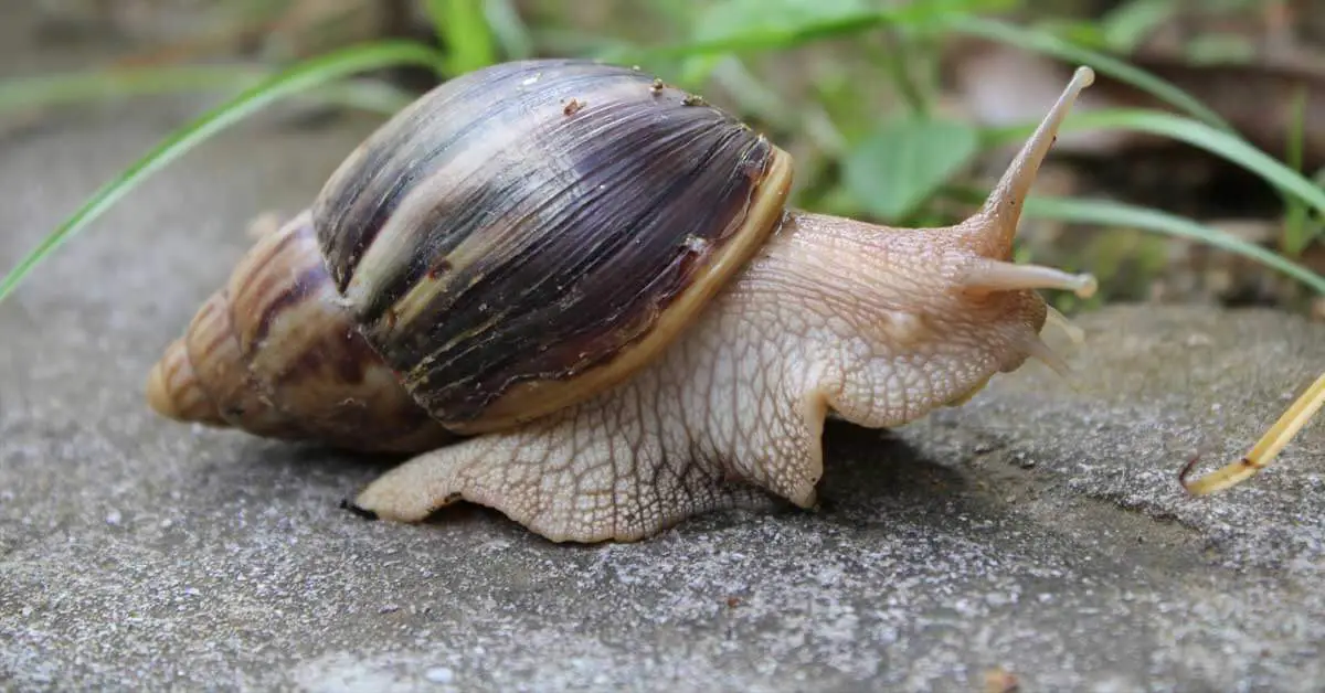 garden snail 5 inches